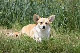 CORGI PEMBROKE 445